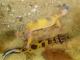 Leopardgecko - Eublepharis macularius - S