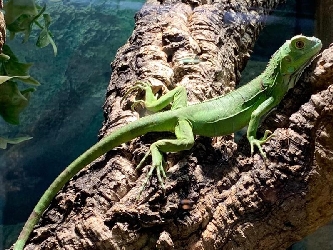 Grüner Leguan - Iguana Iguana
