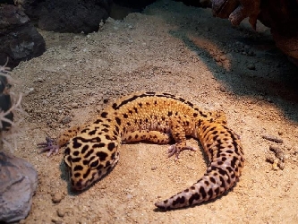Leopardgecko Designer - Eublepharis macularius XL - Männchen