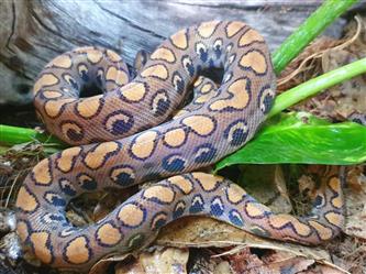 Regenbogenboa rot - Epicrates cenchria cenchria