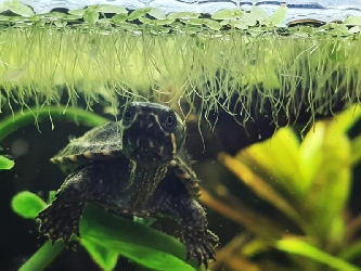 Moschusschildkröte - Sternotherus odoratus - S