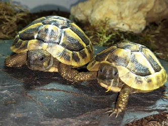 Griechische Landschildkröte - Testudo hermanni