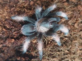 Rotbein-Vogelspinne - Brachypelma emilia - S-M