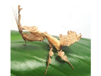 Geister Mantis - Verdorrtes Blatt - Phyllocrania paradoxa