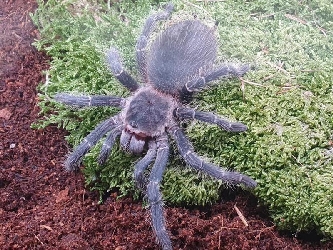 Brasilien-Riesenvogelspinne - Lasiodora parahybana - L