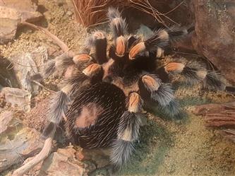 Mexikanische Rotknie-Vogelspinne - Brachypelma hamorii -  XL