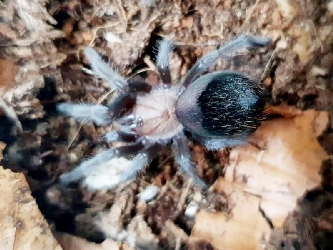Mexikanische Goldrücken-Vogelspinne - Brachypelma albiceps