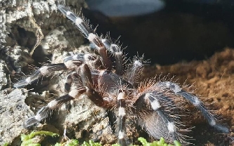 Weißknie Vogelspinne - Acanthoscurria geniculata