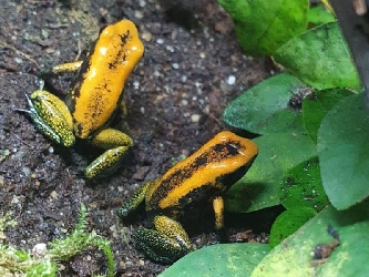 Zweifarben Blattsteiger - Phyllobates bicolor