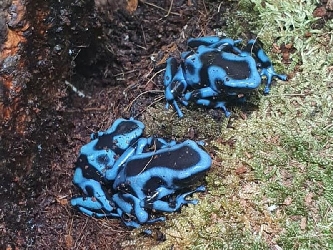 Blauer Baumsteiger - Dendrobates auratus