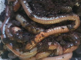 Tauwürmer - Lumbricus terrestris - ca.10 Stück