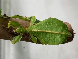 Wandelndes Blatt grün - Phyllium siccifolium - L