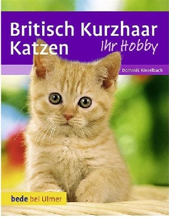 Britisch Kurzhaar Katzen - Ulmer