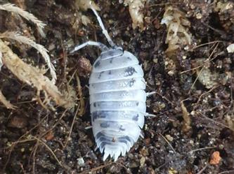 Asseln Pandas - Porcellio laevis Panda