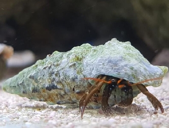 algenfressender Einsiedlerkrebs - Calcinus spec.