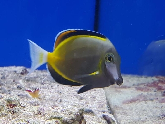 Philippinen-Doktorfisch - Acanthurus japonicus - M