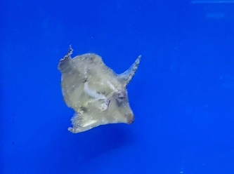 Seegras-Feilenfisch - Acreichthys tomentosus