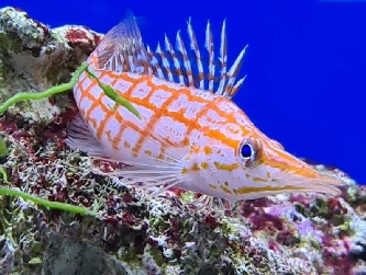 Langschnäuziger Korallenwächter - Oxycirrhites typus - M