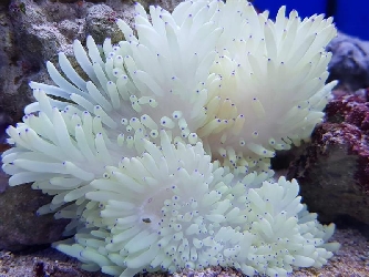 Lederanemone - Heteractis crispa - SM