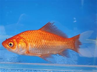Goldfisch - Carassius auratus - L bis 13cm