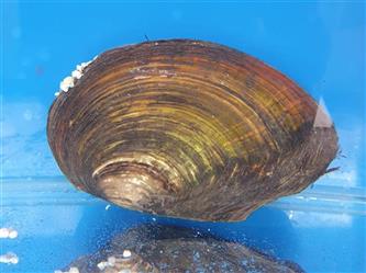 Teichmuschel - Anodonta cygnea - bis ca. 20cm