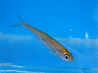 Moderlieschen - Leucaspius delineatus