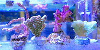 Korallenableger SPS, LPS - XS