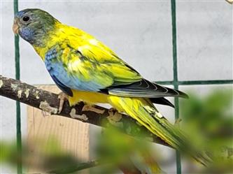 Glanzsittich - Neophema splendida - Mutation
