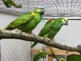 Blaustirn-Amazone - Amazona aestiva