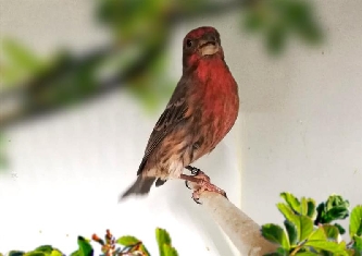 Karmingimpel - Carpodacus erythrinus - Erythrina erythrina