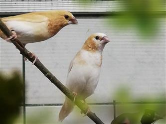 Japanische Mövchen - Lonchura striata f. domestica