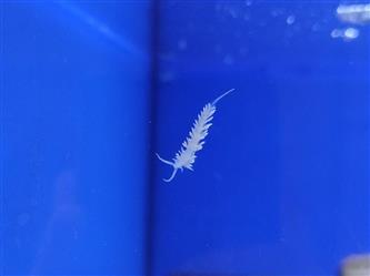 Glasrosenfressende Nacktschnecke - Berghia stephanieae