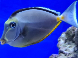 Gelbklingen Nasendoktorfisch Hawaii - Naso lituratus - M