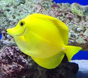 Hawai-Segeldoktorfisch - gelb - Zebrasoma flavescens - L