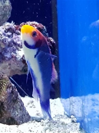Bali- / Rotaugen Zwerglippfisch - Cirrhilabrus solorensi