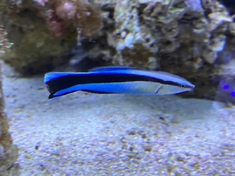 Blaustreifen-/Gemeiner Putzerlippfisch- Labroides dimidiatus