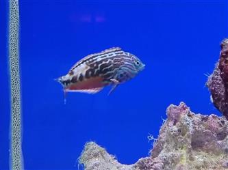 Diamant Lippfisch M. - Macropharyngodon bipartitus - male