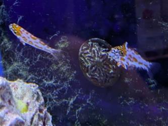 BlutfleckenLippfisch - Macropharyngodon choati