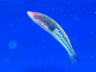 Multicolour Lippfisch - Pseudojuloides severnsi