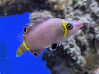 Zweistreifen Höhlenlippenfisch - Wetmorella nigropinnata