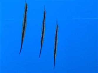 Schnepfen-Messerfisch - Aeoliscus strigatus