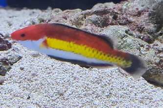 Naokos Zwerglippfisch - Cirrhilabrus naokoae