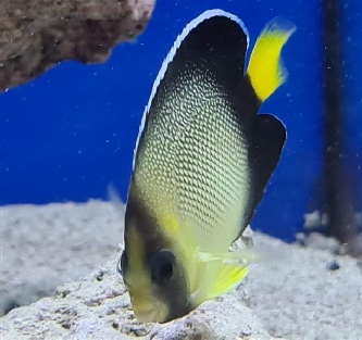Indischer Rauchkaiser - Apolemichthys xanthurus - M