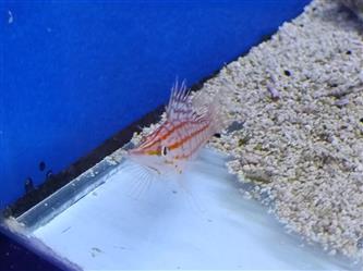 langschnäuziger Korallenwächter - Oxycirrhites typus - S-M