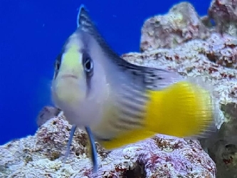 Prachtzwergbarsch - Manonichthys splendens