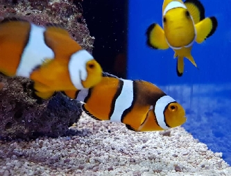 Clownfisch Anemonenfisch - Amphiprion percula