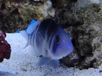 blauer Hamletbarsch - Hypoplectrus indigo