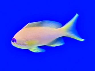 Juwelen Fahnenbarsch W. Pseudanthias squamipinnis
