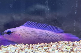 Fridmanns Zwergbarsch - Pseudochromis fridmani