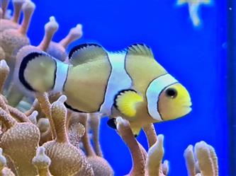 Clown Anemonenf  NZ Amphiprion percula
